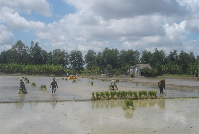 Bến[-]Tre:[-]Không[-]tuân[-]thủ[-]lịch[-]thời[-]vụ,[-]người[-]dân[-]sẽ[-]mất[-]trắng[-]diện[-]tích[-]lúa[-]